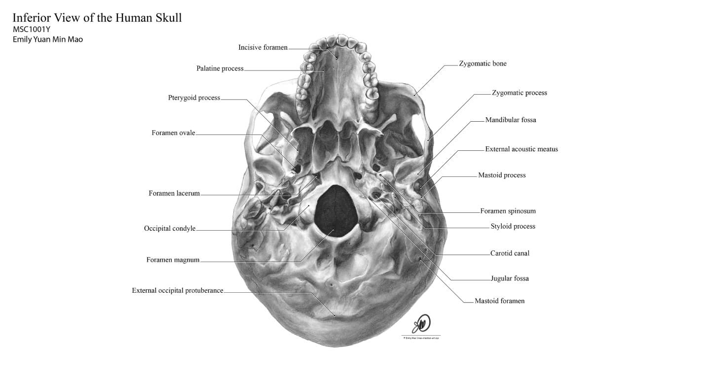 Carbon Dust Skull - Inferior View