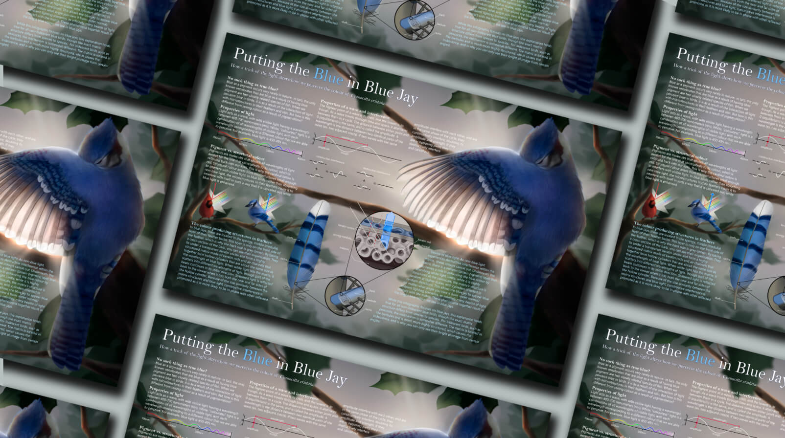 Blue Jay Infographic