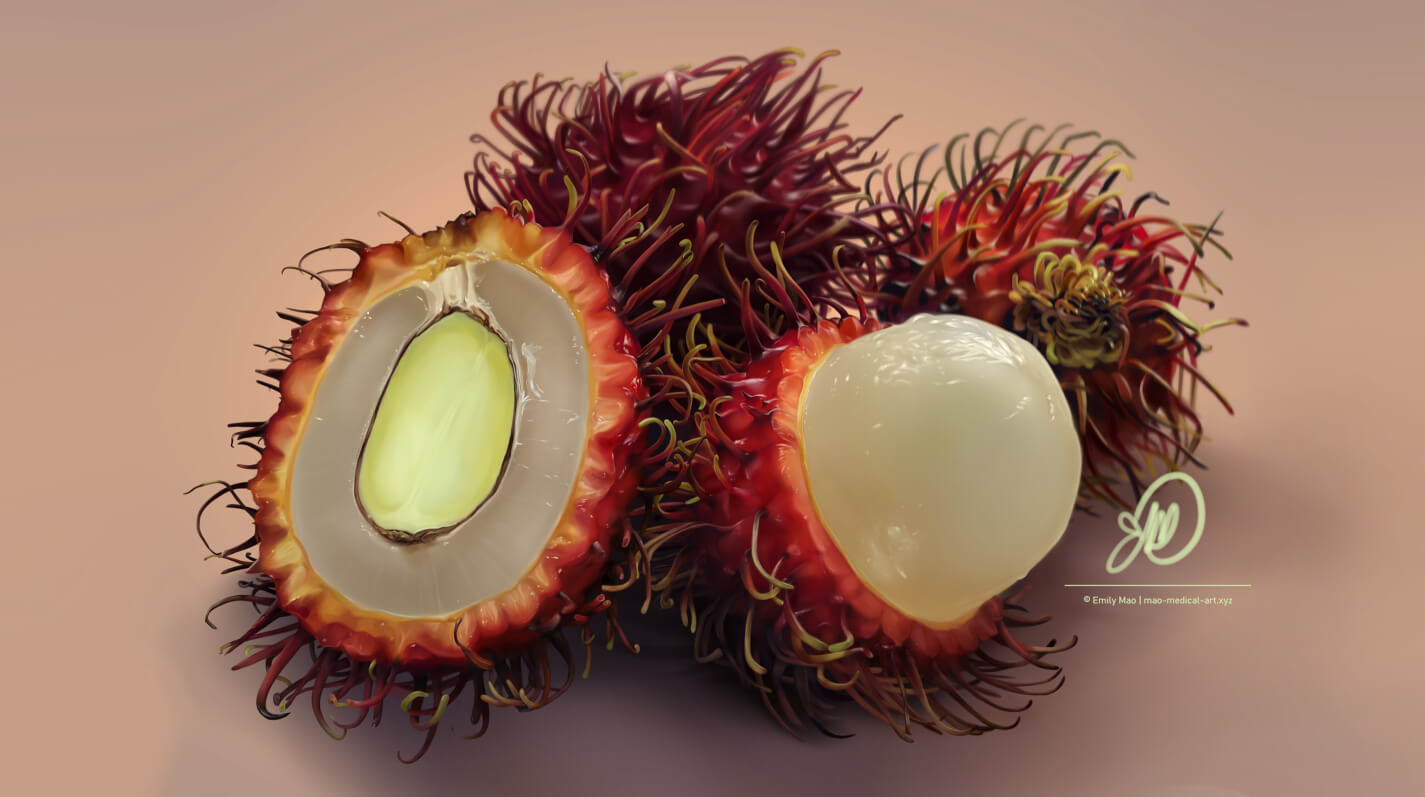 Rambutan Cross-Section