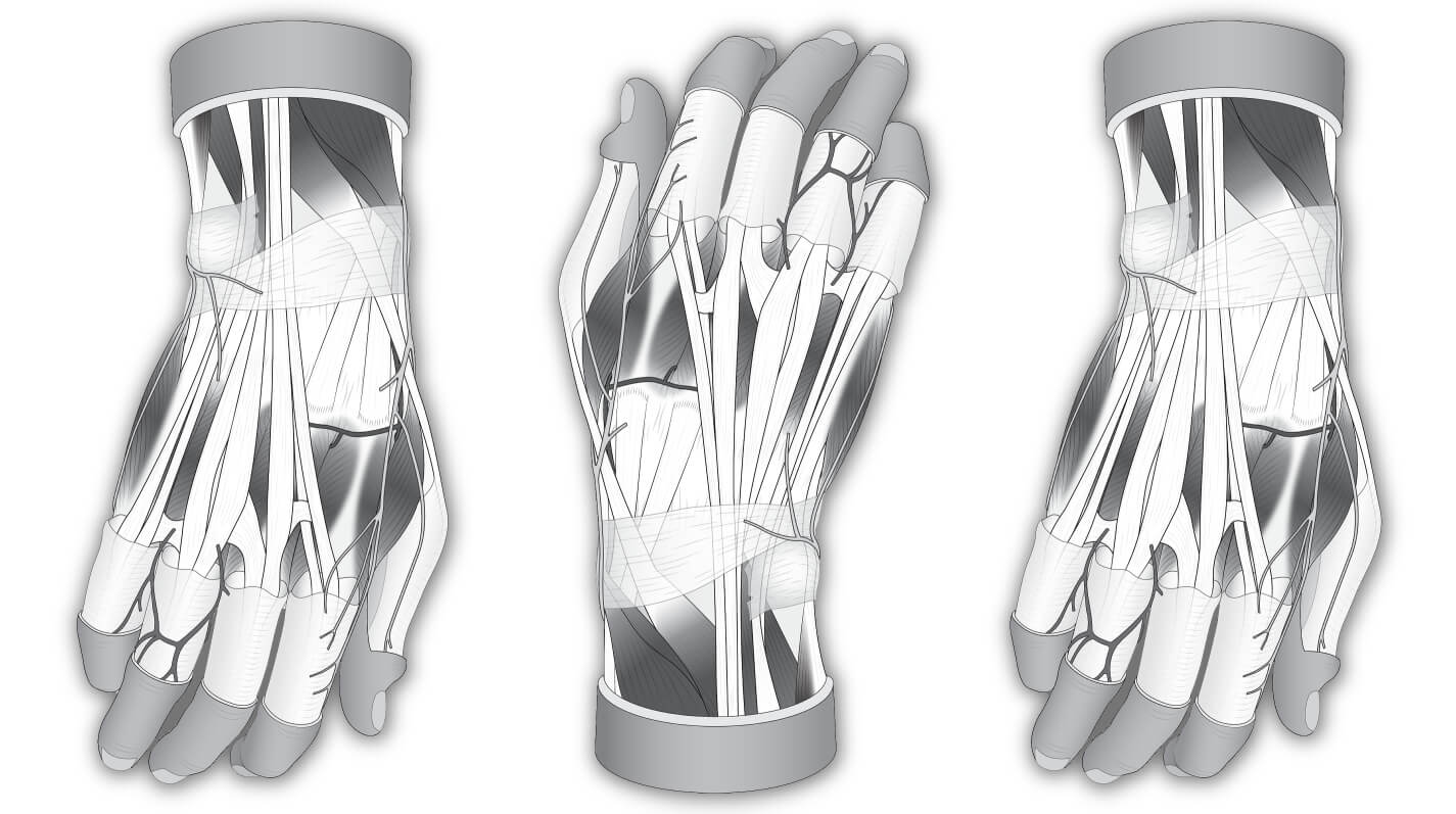 Dorsum of Hand - Vector Illustration